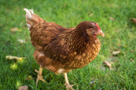 Egg laying hens at free range farmの写真素材