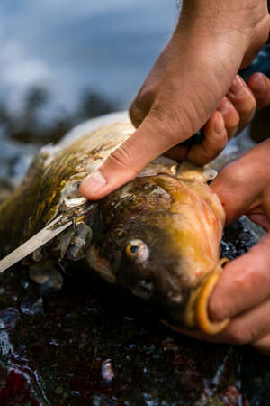 Fisherman filleting freshly caught freshwater carp, fisherman and his catchの写真素材
