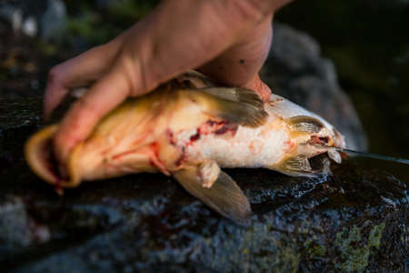 Fisherman filleting freshly caught freshwater carp, fisherman and his catchの写真素材