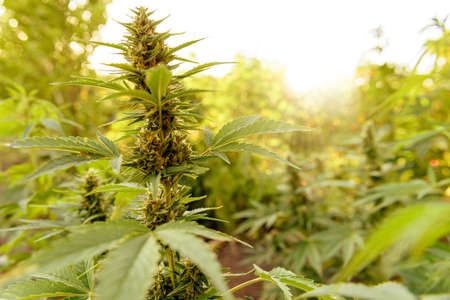 Marijuana plant with flower, cannabis bud in golden summer lightの写真素材