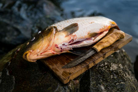 Freshly caught carp on cutting board with knifeの写真素材
