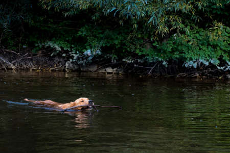 Golden retriever retrieving a stick from waterの写真素材
