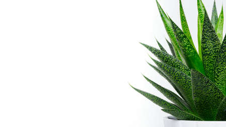 Succulent plant close up. Succulent house plant isolated on white background, web banner with copy space.の写真素材