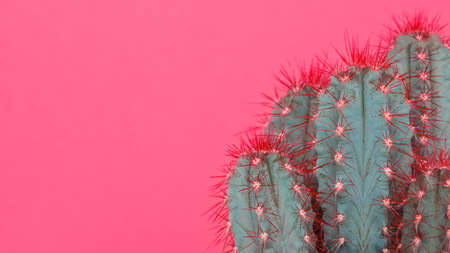 Trendy pastel pink coloured minimal background with cactus plant. Cactus plant close up. Fashion...