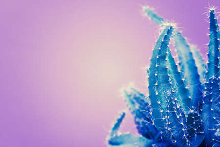 Trendy neon purple and blue coloured minimal background with cactus plant. Cactus plant close up. Fashion style cacti concept.の写真素材