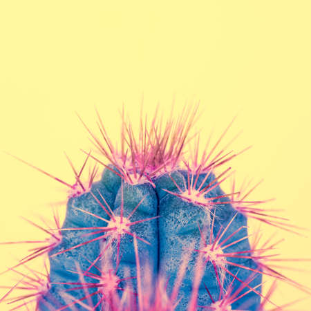Cactus plant close up. Trendy pastel coloured fashion exotic pop minimal background with cactus plant.の写真素材