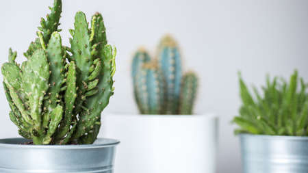 Collection of various cactus and succulent plants in different pots. Potted cactus house plants against white wall.の写真素材