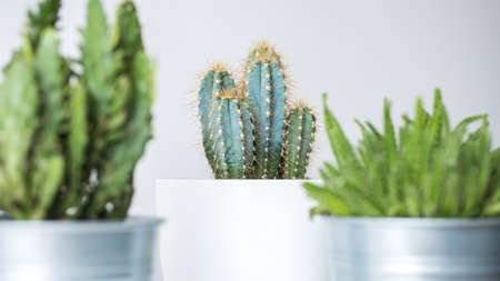 Collection of various cactus and succulent plants in different pots. Potted cactus house plants against white wall.の写真素材
