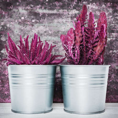 Potted Cactus plants. Trendy fashion exotic pop minimal background with two cactus plants.の写真素材
