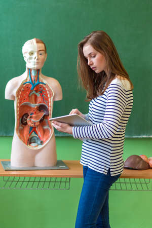 Young female student in biology class, holding digital tablet and learning human body anatomy, using artificial body model.の写真素材