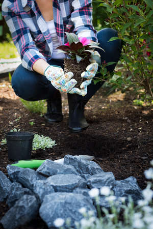 Unrecognizable female gardener holding beautiful flower ready to be planted in a garden. Gardening...