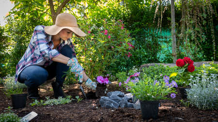 Beautiful female gardener wearing straw hat planting flowers in her garden. Gardening concept. Garden landscaping small business owner.の写真素材