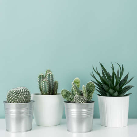 Modern room decoration. Collection of various potted cactus and succulent plants on white shelf against pastel turquoise colored wall. House plants background.の写真素材