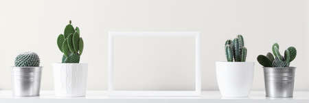 Modern room decoration. Various cactus house plants in different pots against white wall. Mock-up...