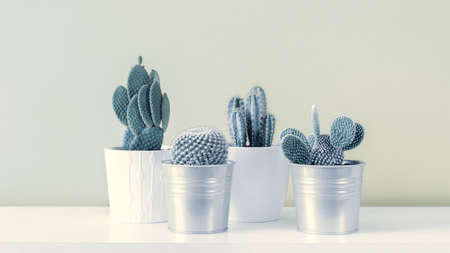 Cactus Fashion Set Design. Minimal Still Life. Trendy minimalism pop art style and colors cactus background. Contemporary Art.の写真素材