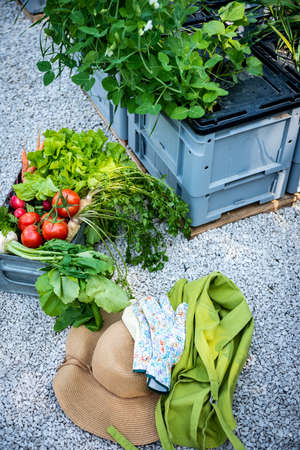 Crate full of freshly picked vegetables, straw hat and gloves in a garden. Homegrown bio produce concept. Sustainable farm.の写真素材