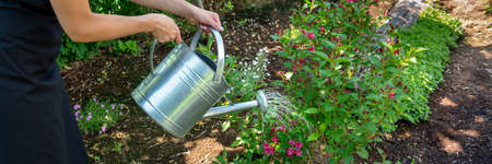 Unrecognisable woman watering flower bed using watering can. Gardening hobby concept. Landscaping concept banner.の写真素材
