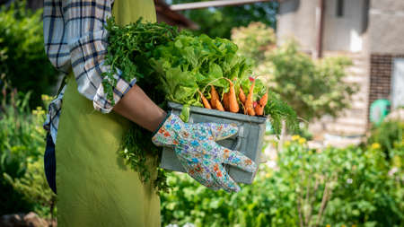 Unrecognizable female farmer holding crate full of freshly harvested vegetables in her garden. Homegrown bio produce concept. Sustainable living.の写真素材