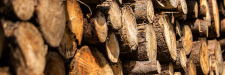 Pine tree forestry exploitation. Stumps and logs. Overexploitation leads to deforestation...
