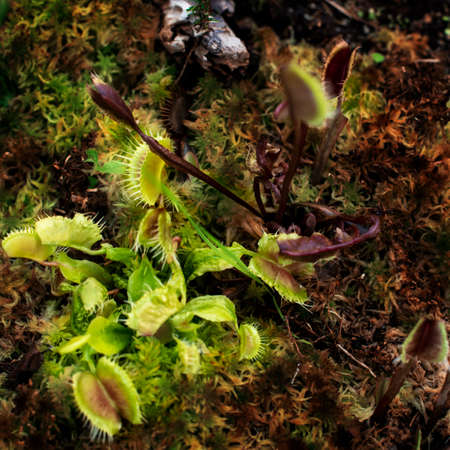 Carnivorous Venus Fly Trap (Dionaea muscipula) Plants.
