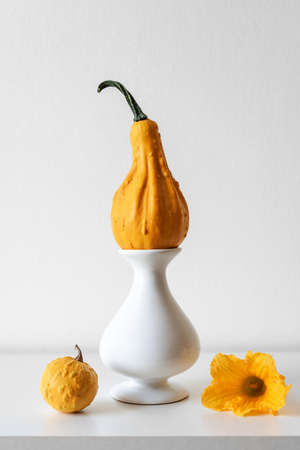 Happy Thanksgiving Background. Pumpkin on white shelf against white wall. Modern seasonal room decoration.の写真素材