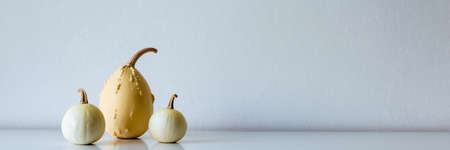 Happy Thanksgiving Background. Selection of various pumpkins on white shelf against white wall. Modern seasonal room decoration. Pumpkins banner. Minimalism autumn concept.の写真素材
