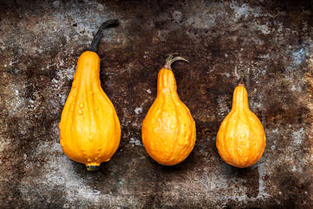 Happy Thanksgiving Background. Three orange pumpkins on rustic metal background with copy space....