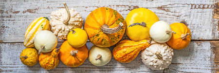 Happy Thanksgiving Banner. Selection of various pumpkins on old white wooden background. Autumn...