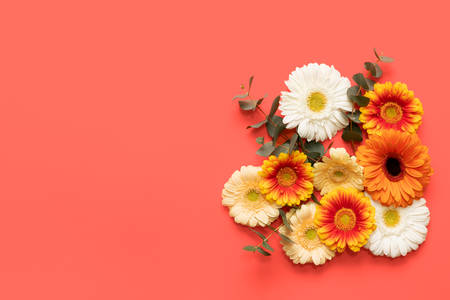 Happy Mother's Day, Women's Day, Valentine's Day or Birthday Living Coral Color Background. Coral flat lay greeting card with beautiful gerbera flowersの写真素材