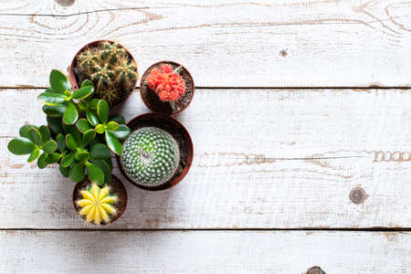 Cactus and succulents house plants background. Collection of various house plants on white wooden background. Potting house plants background with copy space.の写真素材