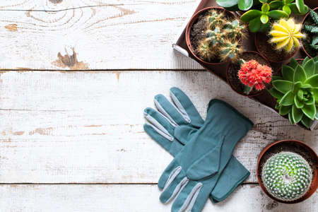 Flowering cactus and succulents background. Collection of various house plants and gardening gloves on white wooden background with copy space.の写真素材