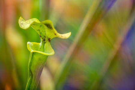 The yellow pitcher plant, Sarracenia flava. Close up of carnivorous plant with copy space.