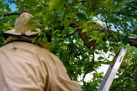 Beekeeping. Beekeeper collecting escaped bees swarm from a tree. Apiary background.