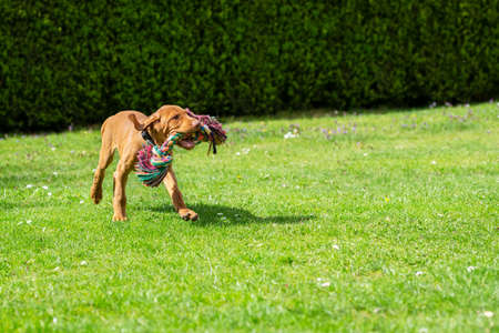 Adorable Hungarian Vizsla puppy running in a garden with colorful tug of war rope in mouth.の写真素材