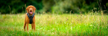 Gorgeous magyar vizsla puppy wearing dog harness standing in a middle of a meadow. Dog portrait outdoors banner.の写真素材
