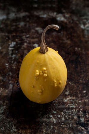 Happy Thanksgiving Background. Close up of a little decorative pumpkin, gourd, on rustic metal...