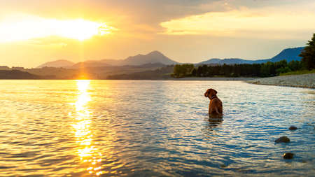 Gorgeous family pet dog on a beach at sunset. Vizsla puppy on summer vacation exploring the sea.の写真素材