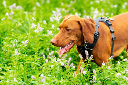 Gorgeous magyar vizsla pointer dog wearing dog harness walking through meadow full of flowers. Dog...