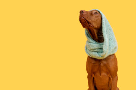 Beautiful hungarian vizsla dog wearing scarf studio portrait. Dog sitting and looking up over bright yellow background.の写真素材