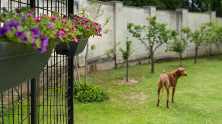 Beautiful pink and purple mini petunia hanging baskets decorating a dog kennel in a garden.の写真素材