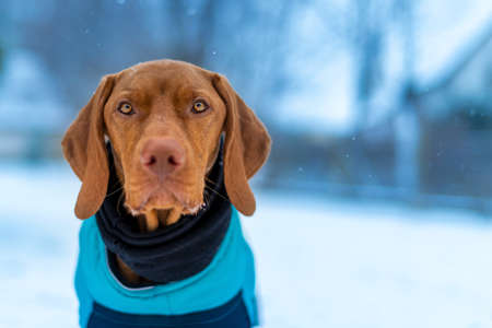 Beautiful vizsla dog wearing blue winter coat enjoying snowy day outdoors.の写真素材