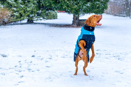 Beautiful vizsla dog wearing blue winter coat enjoying snowy day outdoors.の写真素材