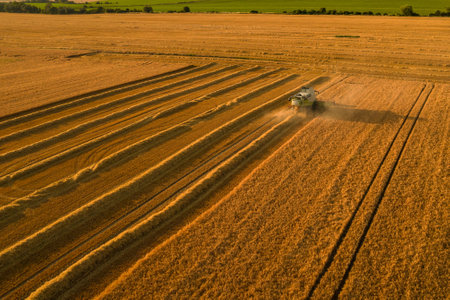 Wheat crop harvest. Aerial view of combine harvester at work during harvest time. Agriculture...
