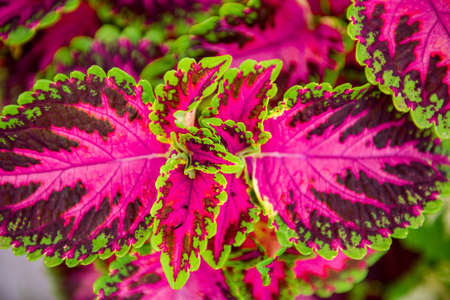 Close up of variegated pink and green Coleus plant. Painted nettle, Flame nettle, decorative nettle. Lush multi colored coleus bush.の写真素材