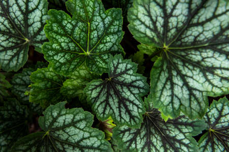 Heuchera leaves floral pattern background. Lush dark green heuchera foliage top view.