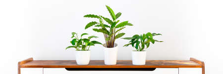 Various tropical houseplants in white ceramic pots on white shelf against white wall. Indoor home...