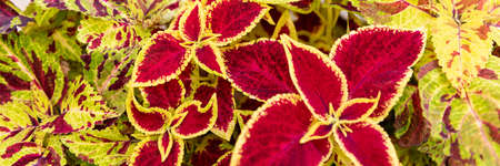 Coleus plant banner. Close up of variegated Coleus plants. Painted nettle, Flame nettle, decorative...