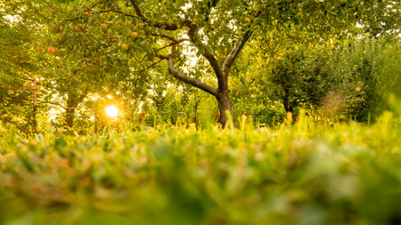 Beautiful garden with apple trees during summer sunset. Low angle of an apple orchard.の写真素材