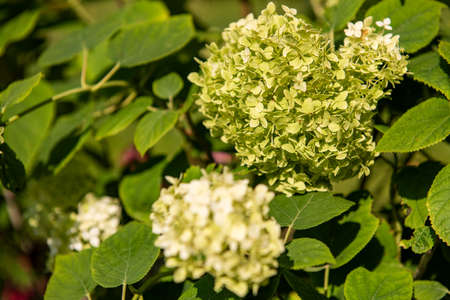 Hydrangea arborescens annabelle or smooth hydrangea shrub with white flowers turning green later in...