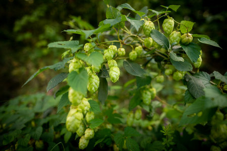 Fresh green hop cones growing on the vine. Hop background. Beer brewing ingredients.